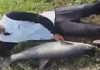 《江湖行釣魚視頻》98 黃坡水庫鄧剛擒大草魚