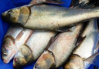《江湖行釣魚視頻》152 吉林四平黑坑釣猾鯽水庫擒鰱鳙