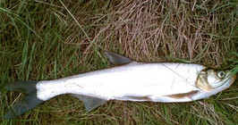 《江湖行釣魚視頻》124 湖北江陵臺釣大翹嘴