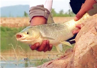 《江湖行》第190集 山體水庫擒獲大草魚
