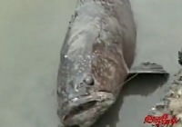 《江湖行釣魚視頻》114 臺灣百斤石斑魚視頻(三)