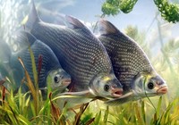 《江湖行釣魚視頻》128 圓通寺水庫垂釣大鳊魚