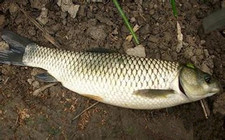 《江湖行釣魚視頻》134 安徽長山水庫釣大草魚(上)