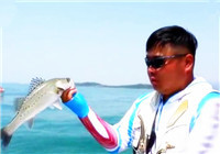 《江湖行》 第187期 青島海釣獵鱸之行
