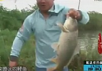《江湖行釣魚視頻》94 古城探金鯉美男戰荊州