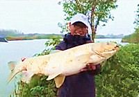 《江湖行釣魚視頻》160 湖北老河道雷河釣大草魚