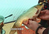 《江湖行釣魚視頻》167 雞西短竿冰釣野生黃金鯉