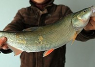 《江湖行釣魚視頻》125 丹江口水庫釣獲米級大翹嘴