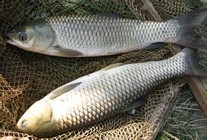 《江湖行釣魚視頻》135 安徽稻香水庫終上大草魚(下)