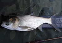 《江湖行釣魚視頻》138 湖南常德龍池水庫探釣大鰱鳙