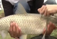 《江湖行釣魚視頻》109 千湖尋百草蕩湖釣大草魚