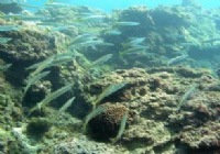 《江湖行釣魚視頻》113 臺灣綠島狂釣金梭魚視頻(二)