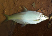 《江湖行釣魚視頻》126 野人湖探釣黃尾鲴