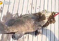 《加油釣魚寶貝》美女學釣魚視頻 第8集
