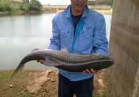 《就這樣釣魚》第63集 誘釣草魚避免鳊魚咬鉤技巧