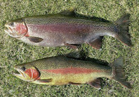 《就這樣釣魚》第45集 長嶺湖破冰釣鱒魚