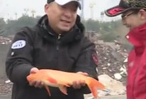 《就這樣釣魚》第46集 冬季池塘垂釣鯉魚技巧分析