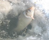 《就這樣釣魚》第44集 東北冰釣鯽魚(二)視頻