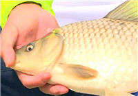 《就這樣釣魚》第20170616期 夏釣混養技巧