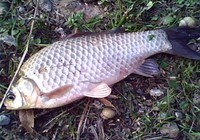 《就這樣釣魚》第57集 競技池釣大鯽魚攻略