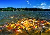 《就這樣釣魚》第56集 混養競技池底釣鯉魚技巧