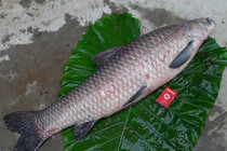《就這樣釣魚》第61集 夏季坑塘釣獲大青魚