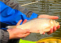 《就這樣釣魚》第139期 邱延軍解析半飛鉛釣黑坑技巧