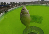 《就這樣釣魚》第97集 黑坑散炮魚餌的使用技巧