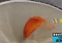 《就這樣釣魚》第28集 長竿釣大魚如何釣大魚