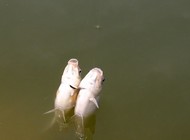 《就這樣釣魚》第53集 春季巴蜀野釣鯽魚(二)