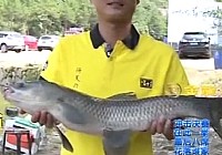 《就這樣釣魚》第27集 江南爆釣螺絲青如何釣青魚