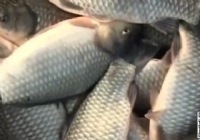 《就這樣釣魚》第41集 黑坑冬季釣鯽魚視頻