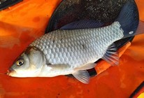 《就這樣釣魚》第54集 浙江橫店月牙湖釣鯽魚