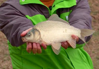 《就這樣釣魚》第96集 邱廷軍詳講春季釣鯽魚餌秘方