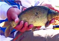 《就這樣釣魚》第114期 三坡河水庫垂釣行