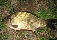 《就這樣釣魚》第82集 冬季競技魚塘垂釣大鯽魚的用餌技巧