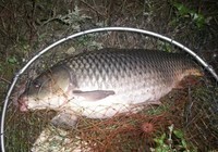 《南水北釣》第5集 河南許昌佛耳崗水庫探釣荷包鯉
