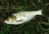 《南水北釣》第4集 河南平頂山水域多換釣點終擒鰱鳙