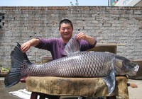 《南水北釣》第1集 首站湖北丹江口水庫探釣大青魚