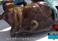 《涉釣英雄傳》第56集 馬代GT追緝令(下)
