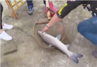 《涉釣英雄傳》第122集 黑坑任務釣獲大烏青
