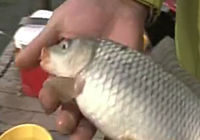 《涉釣英雄傳》第76集 靈寶古城穿越挑戰雙重釣魚任務