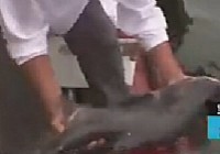 《涉釣英雄傳》第68集 秋釣湖北逆襲戰