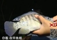 《涉釣英雄傳》第74集 深圳釣大魚水庫堅守釣位釣鯉魚