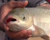 《涉釣英雄傳》第78集 FTT英雄會(下)釣魚比賽視頻
