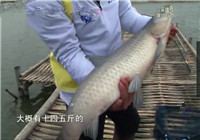 《涉釣英雄傳》第116集 黑坑競技釣對抗賽羅吉松獲大青
