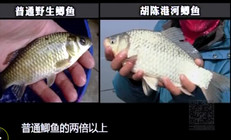 《涉釣英雄傳》海寧挑戰兩斤重河鯽魚
