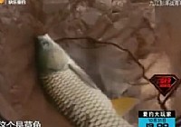 《涉釣英雄傳》第71集 九江彭澤戰大青魚草魚