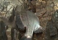 《涉釣英雄傳》第9集 海礁搏巨鯛