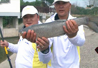 《涉釣英雄傳》第109集 合肥托山水庫臺釣對象魚